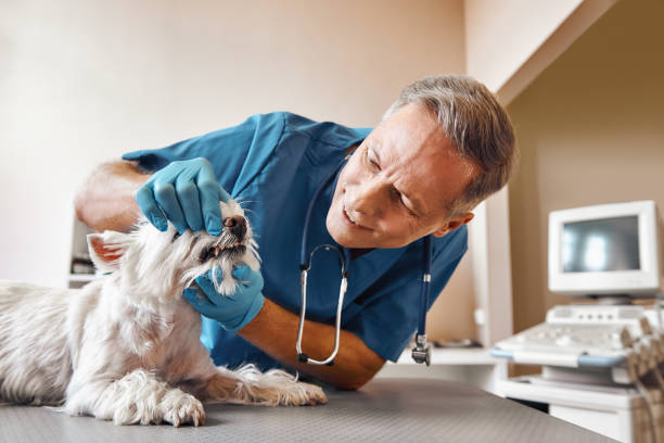 Best Emergency Tooth Extraction in Bayview, CA